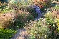 Pathway through autumnal planting of Verbena bonariensis, Penstemon, Molinia, Helenium, Aster and Amsonia hubrichtii on right.