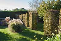 Clipped hedging columns used to divide areas of the garden with grasses Miscanthus 'Yakushima Dwarf' and Miscanthus 'Grosse Fontane'