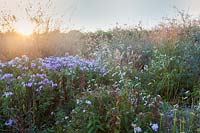 Evening light across Asters, Sanguisorba and mixed grasses