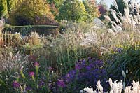Mixed autumn borders with grasses Pennisetum, Miscanthus sinensis, Sanguisorba, Aster and Cleome
