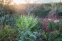 Veronicastrum, Persicaria, and grasses in mixed autumn border
