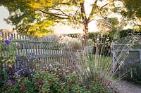 Decorative wooden fence with Stipa gigantea, Aster and Persciaria and tree Fraxinus angustifolia 'Raywood'