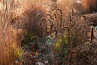 Dry ornamental grasses Calamagrostis brachytricha 'Reed Grass', Calamagrostis x acutiflora, Artemisia absinthium 'Common wormwood', Agastache rugosa glowing with sun in winter garden perennials mix border