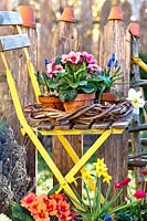 Display of potted spring flowers: Primulas, Bellis, Narcissus and Muscari