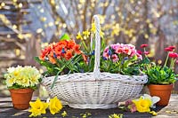 Spring flowers in white wicker basket.