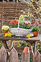 Spring flowers in white wicker basket.