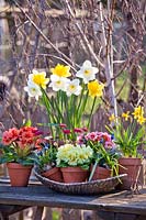 Display of spring flowers in pots - daffodils, bellis, primroses and  muscari.