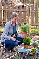 Woman creating herb bed in spring - rosemary, thyme, oregano, chives.
