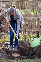 Woman transplanting red currant in spring. Filling in.