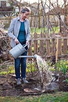 Woman transplanting red currant in spring. Watering.