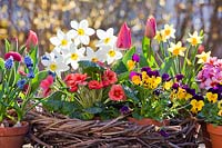 Wreath with spring flowers including daffodils, tulips, pansies, Bellis, primulas, and grape hyacinths.