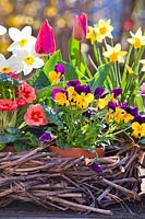 Wreath with spring flowers: in pots, daffodils, pansies, primulas, and tulips.