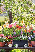 Trug and pots with daffodils, bellis, tulips and pansies.