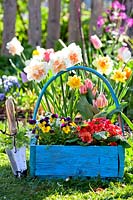 Blue, wooden trug of daffodils, tulips, pansies and primroses. 