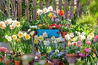Spring containers planted with daffodils, tulips, Bellis, pansies and primroses.
