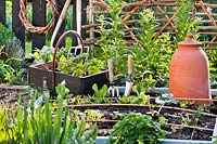 Trug of tools and vegetable seedlings.