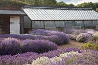 View over flowering Lavender towards glasshouse, Downderry Lavender Farm, Kent, UK. 