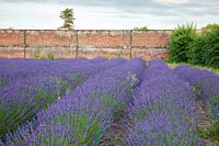 Field of Lavender plants growing in July, Downderry Lavender Farm, Kent, UK. 