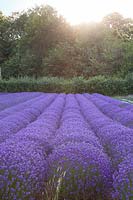 Field of lavender growing in straight rows Downderry Lavender Farm, Kent