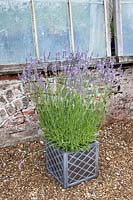 Container with Lavender at Downderry Lavender Farm, Kent, UK. 