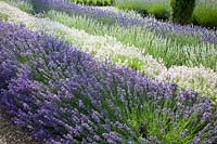 Rows of mixed Lavender. Downderry Lavender Farm, Kent, UK. 