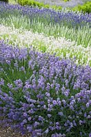 Rows of mixed Lavender. Downderry Lavender Farm, Kent, UK.