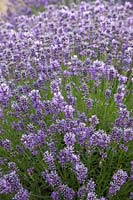 Lavandula angustifolia 'Beechwood Blue' - English lavender 'Beechwood Blue'
 