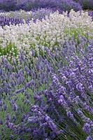 Lavandula - Lavender  'Twickel Purple', 'Sawyers' and 'Rosea'