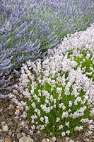 Lavandula angustifolia 'Little Lottie' - Lavender 'Little Lottie'