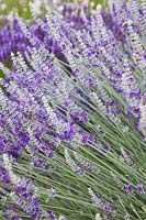 Lavandula chaytoriae 'Bridehead Blue' - Downderry Lavender Farm, Kent