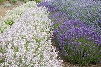 Lavandula angustifolia 'Arctic Snow', 'St Jean', 'Bettys Blue' and 'Bridehead Blue' - Downderry Lavender Farm, Kent