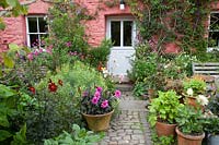 Colourful front garden with mixed potted Dahlias, Anthemis, Clematis, Salvia and Erigeron - Dyffryn Fernant, Wales