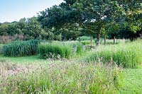 Displays of grasses in meadow - Dyffryn Fernant, Wales
