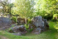Rockery garden with ferns and Birch - Dyffryn Fernant, Wales
