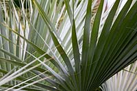 Brahea armata - blue fan palm