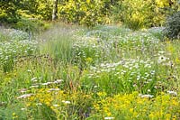 Perennial meadow, plants: Kalimeris incisa 'Madiva', Coreopsis verticillata 'Grandiflora' and Echinacea purpurea 'Virgin'