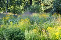 Perennial meadow with: Echinacea purpurea 'Virgin', Kalimeris incisa 'Madiva', Panicum virgatum 'Shenandoah' and Rudbeckia missouriensis