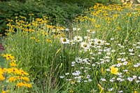 Perennial meadow with  Echinacea purpurea 'Virgin', Kalimeris incisa 'Madiva', Monilia caerulea 'Dauerstrahl' and Rudbeckia missouriensis