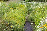 Small gravel path through a perennial meadow, plants include: Kalimeris incisa 'Madiva', Rudbeckia missouriensis and Panicum virgatum 'Shenandoah'