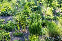 Perennials and ornamental grasses emerging from the mulched soil in a perennial meadow 