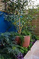 Betula utilis var. jacquemontii - West Himalayan birch in large planter in border against blue-painted wall, surrounded by ferns, Heuchera and Mahonia 'Soft Caress'
