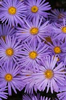 Aster amellus 'King George' - Italian Aster 