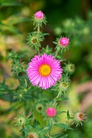 Aster novae-angliae 'Harringtons Pink' - Michaelmas daisy