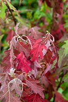 Hydrangea quercifolia 'Ice crystal' - Oakleaf Hydrangea red foliage in early autumn