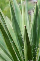 Yucca faxoniana - Faxon Yucca - showing white threads at leaf edges