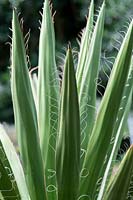 Yucca faxoniana - Faxon yucca