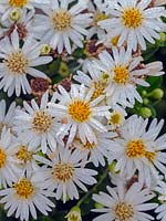 Aster ageratoides 'Star Shine'  