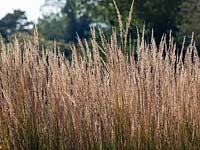 Calamagrostis Ã— acutiflora 'Karl Foerster' - Feather reed-grass 'Karl Foerster'