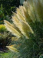 Cortaderia selloana 'Pumila' - Pampas Grass 