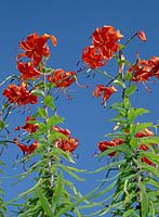 Tiger lilies - Lilium lancifolium or Lilium tigrinum against a blue sky